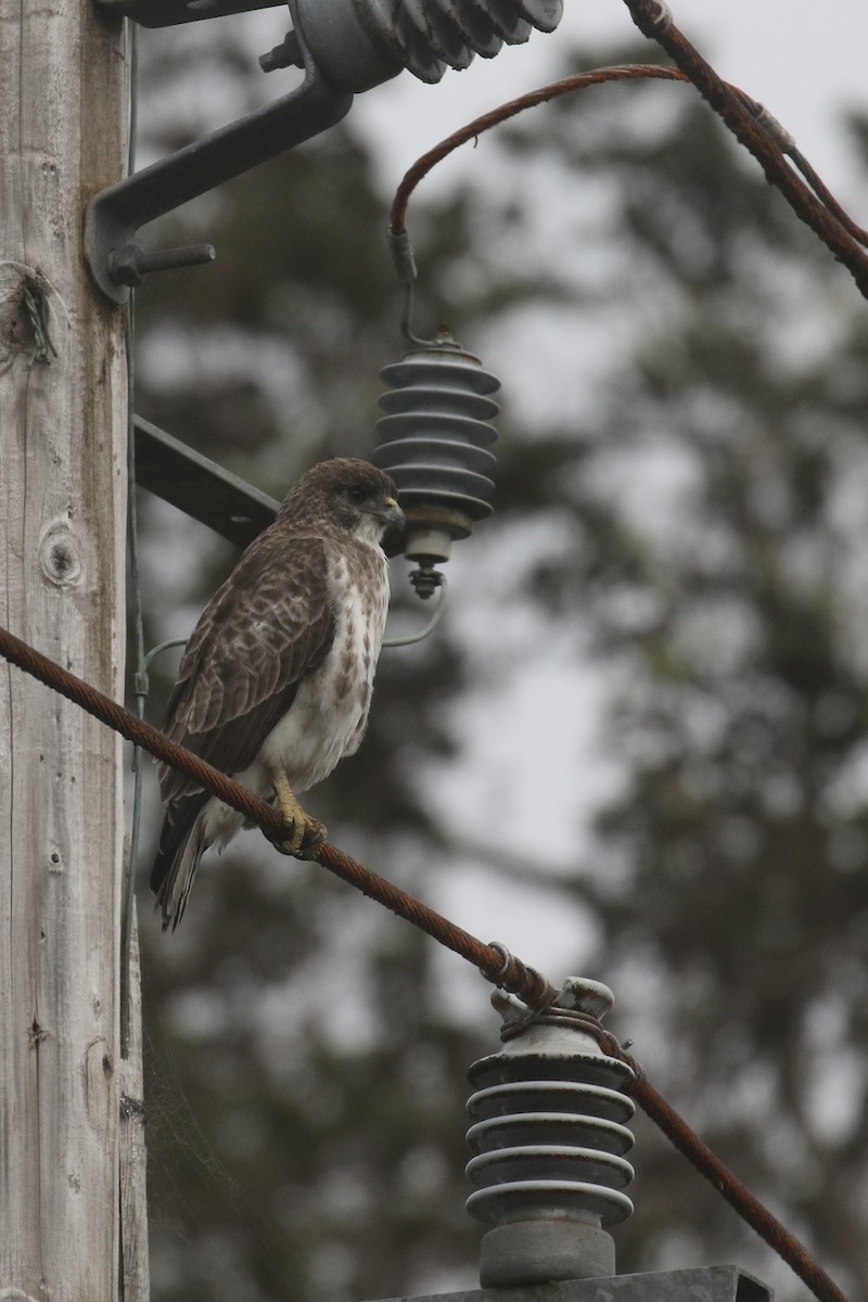 Hawaiian Hawk - ML645607529