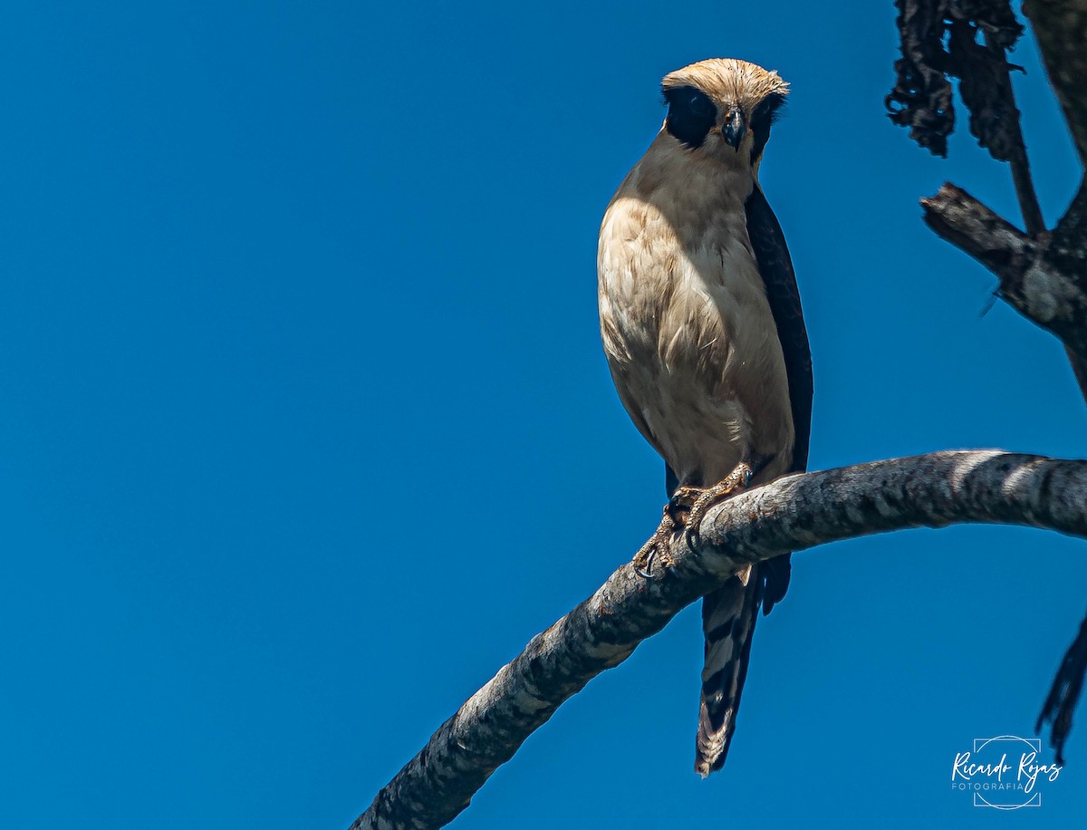 Laughing Falcon - ML645607534