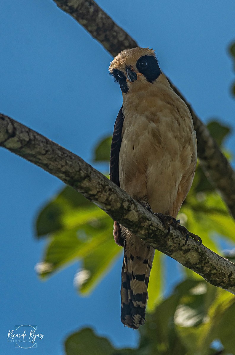 Laughing Falcon - ML645607535