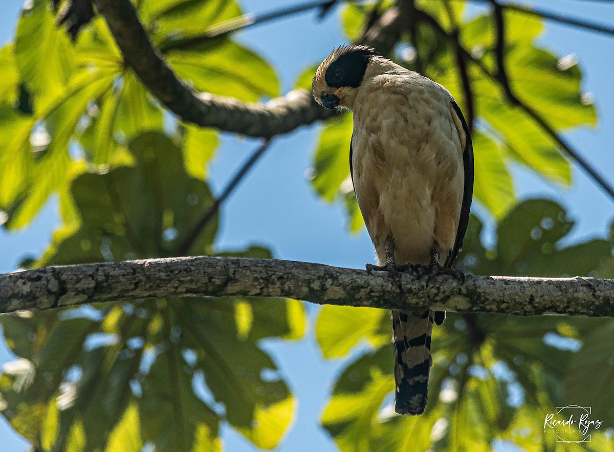 Laughing Falcon - ML645607536