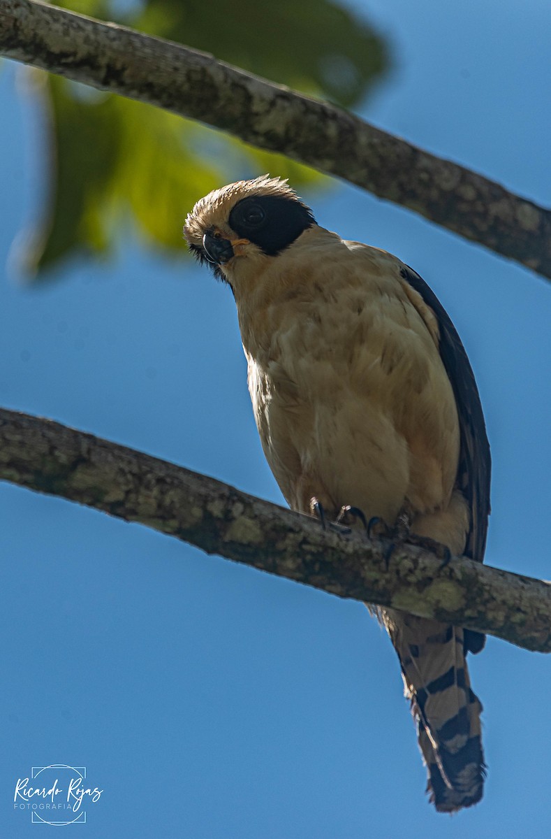 Laughing Falcon - ML645607537