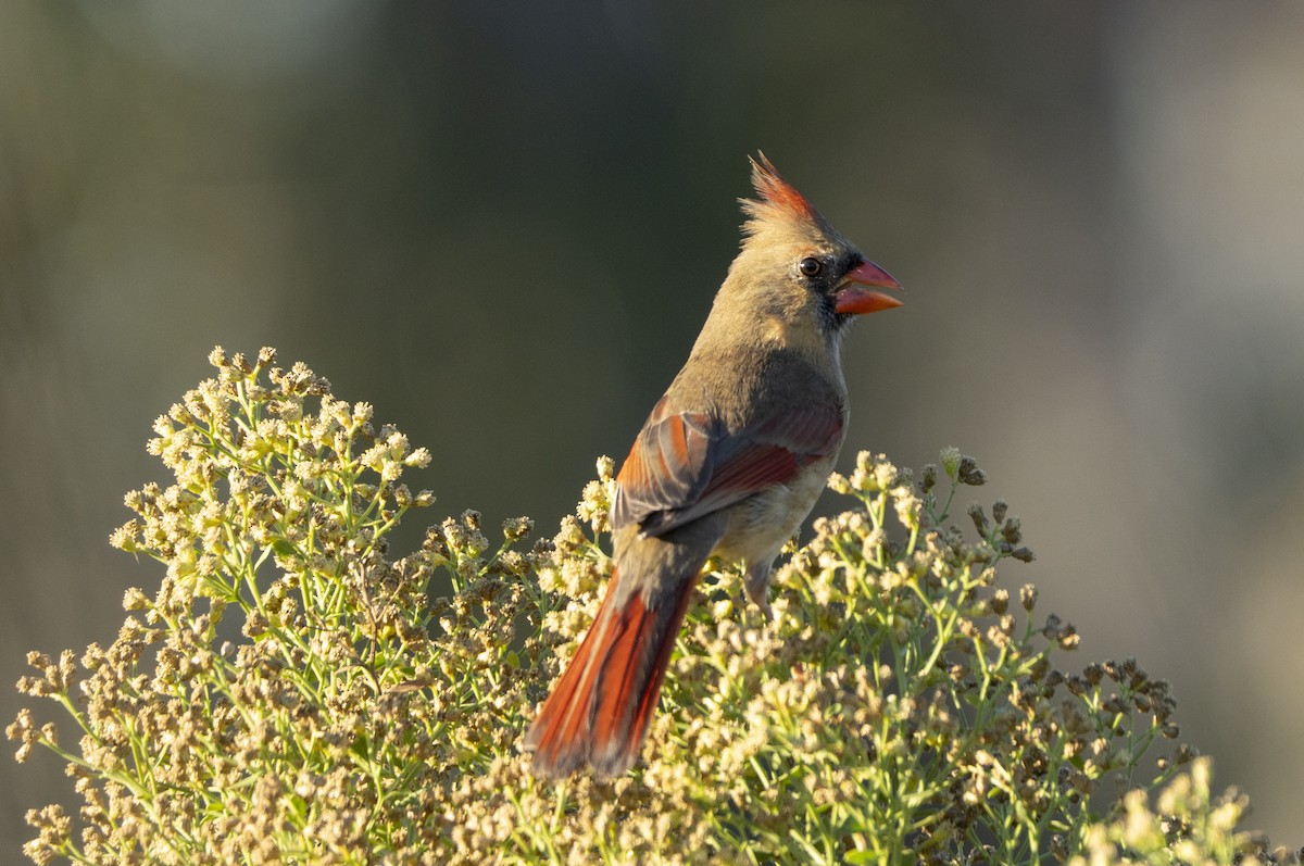 Northern Cardinal - ML645607551