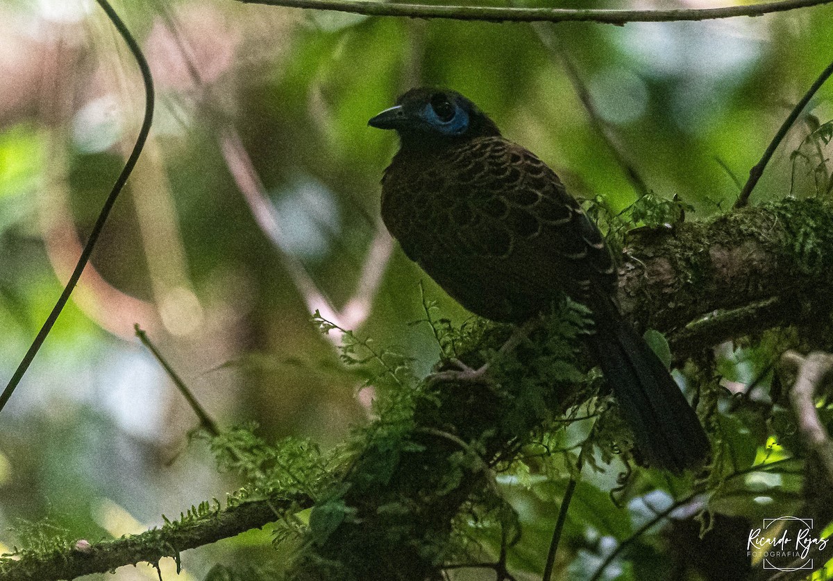 Ocellated Antbird - ML645607557