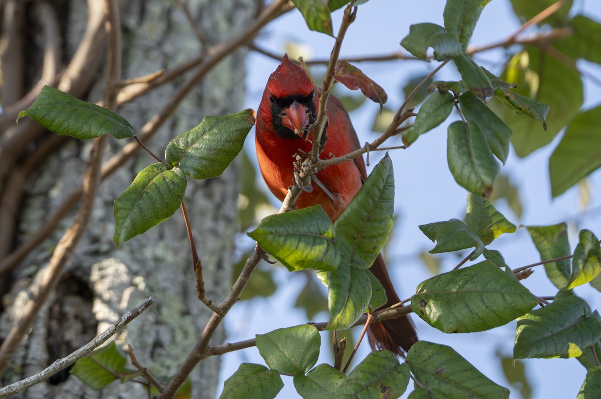 Northern Cardinal - ML645607573