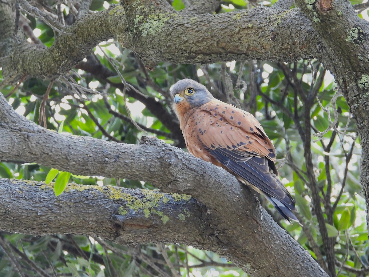 Rock Kestrel - ML645607586