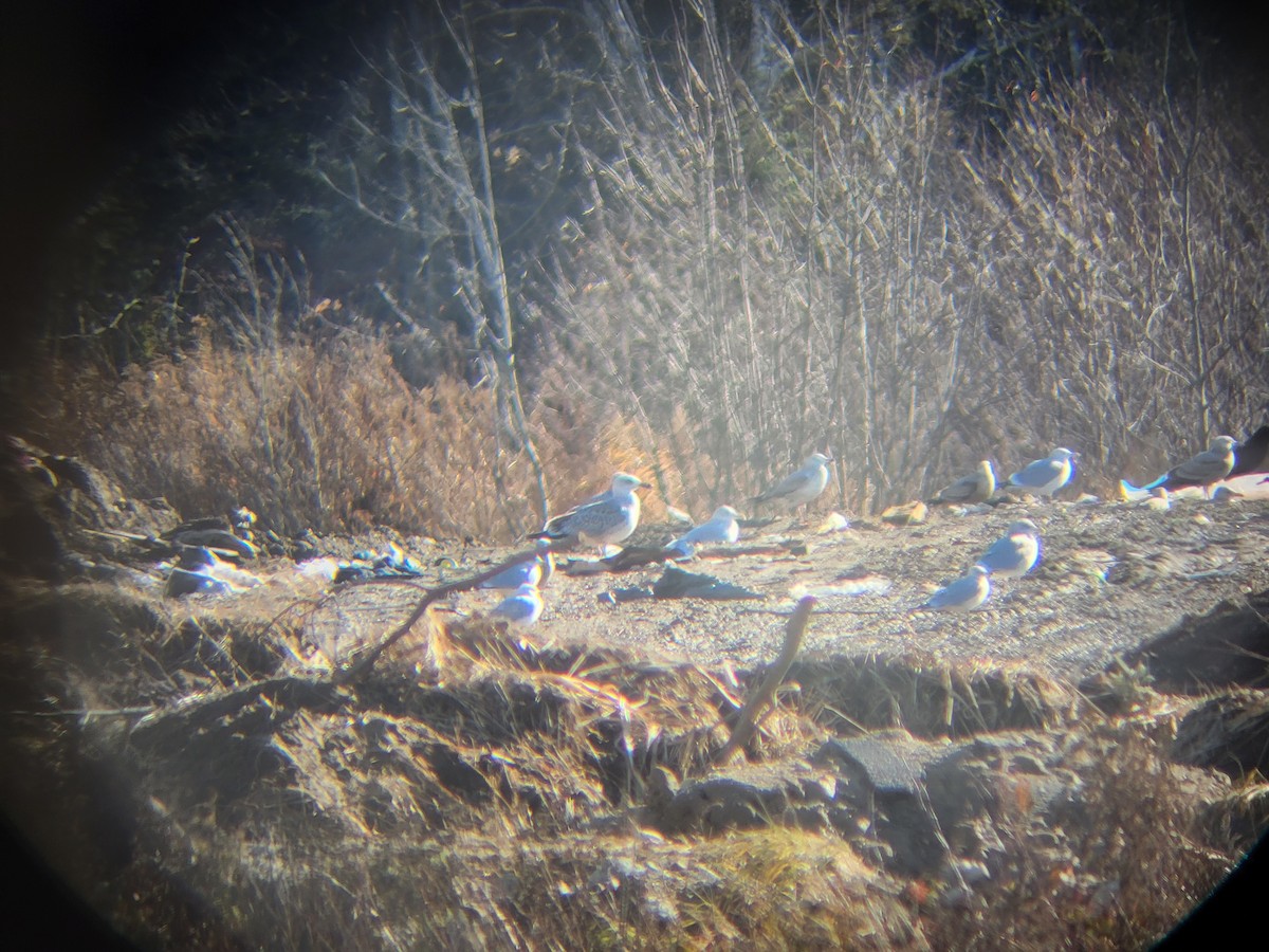 Great Black-backed Gull - ML645607587