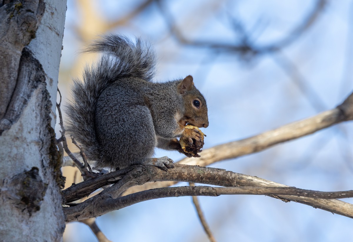 Eastern Gray Squirrel - ML645607609