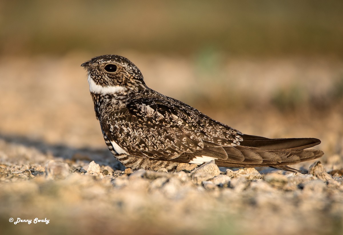 Antillean Nighthawk - Denny Swaby