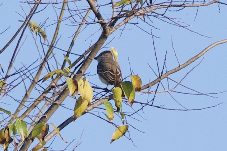 Ash-throated Flycatcher - ML645607616