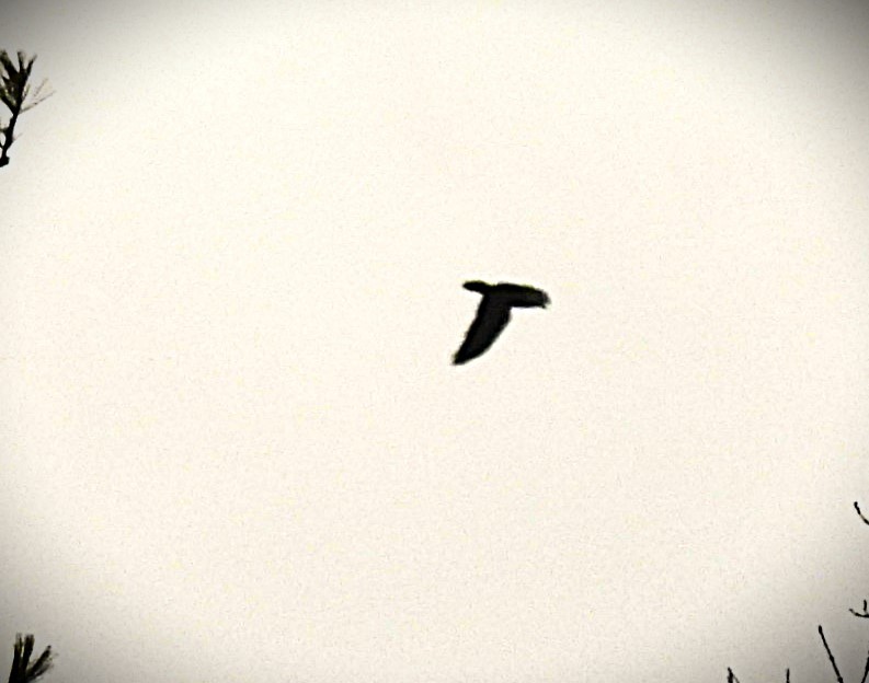 Kuzgun - ML645607620