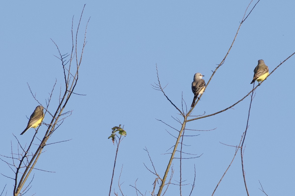 Scissor-tailed Flycatcher - ML645607623