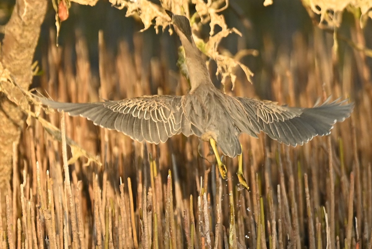 Airone striato - ML645607639