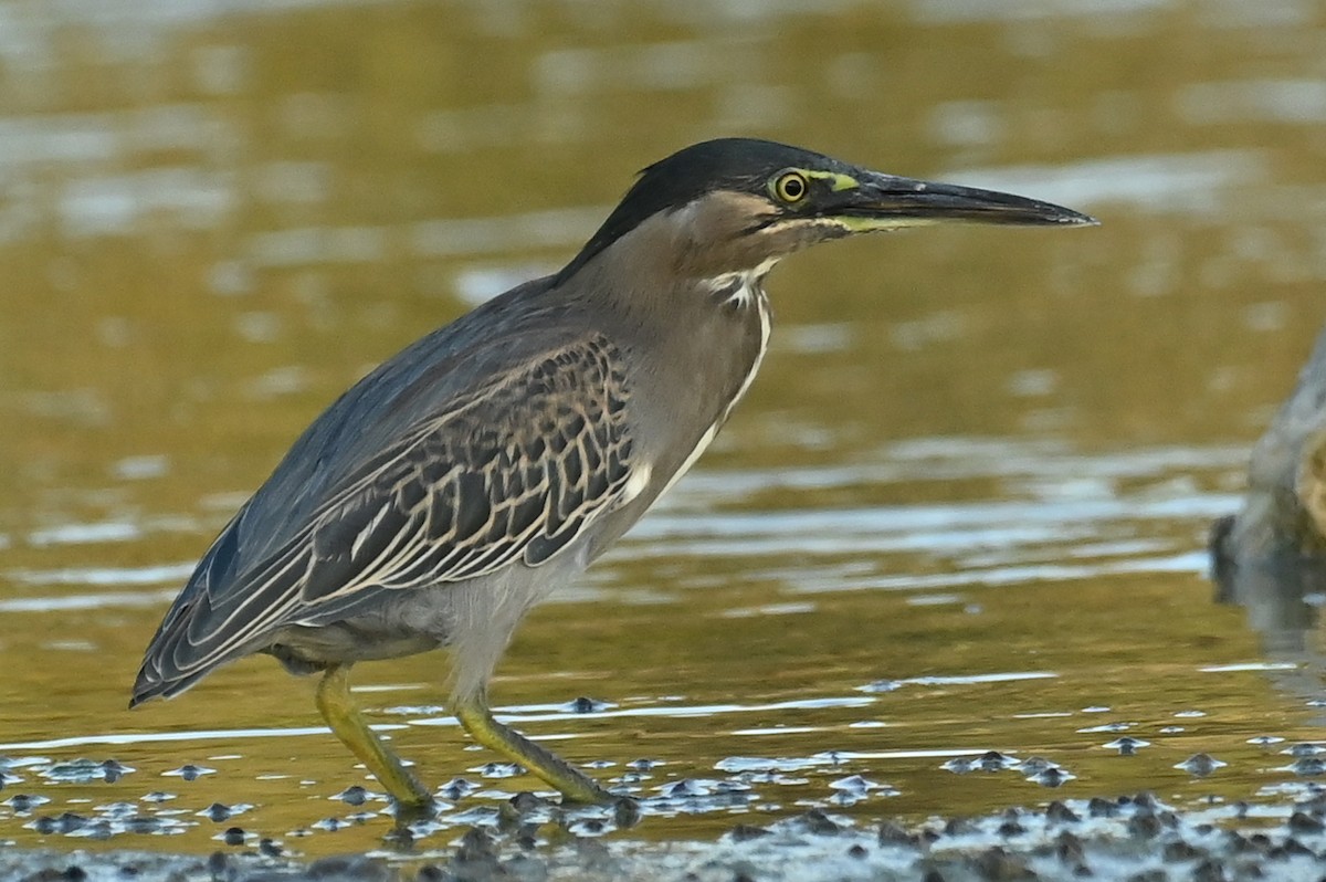 Airone striato - ML645607641