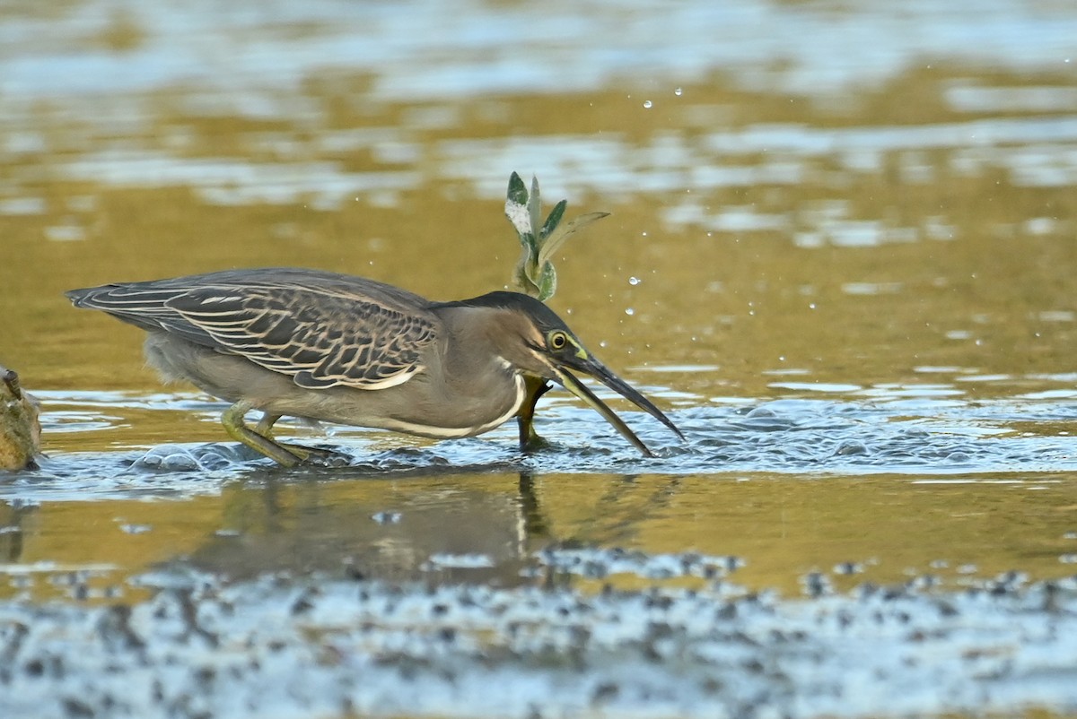 Airone striato - ML645607642