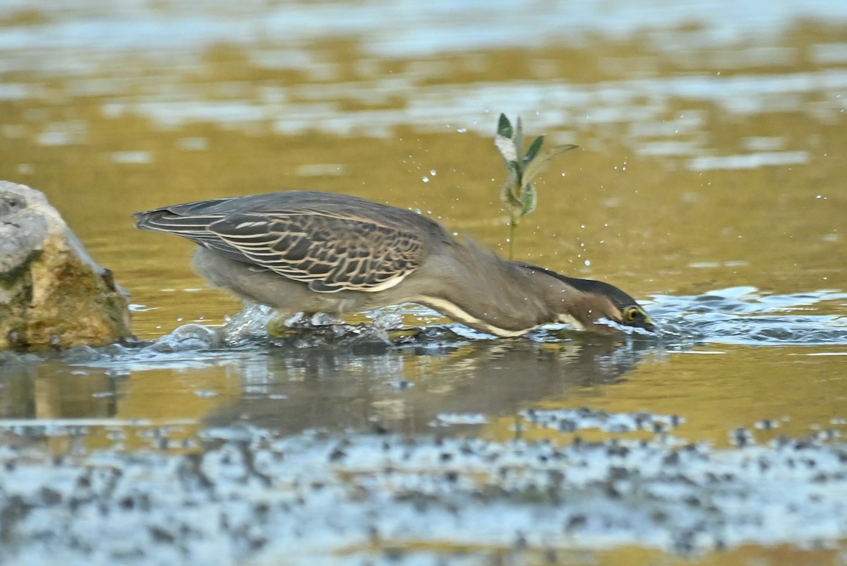 Airone striato - ML645607643