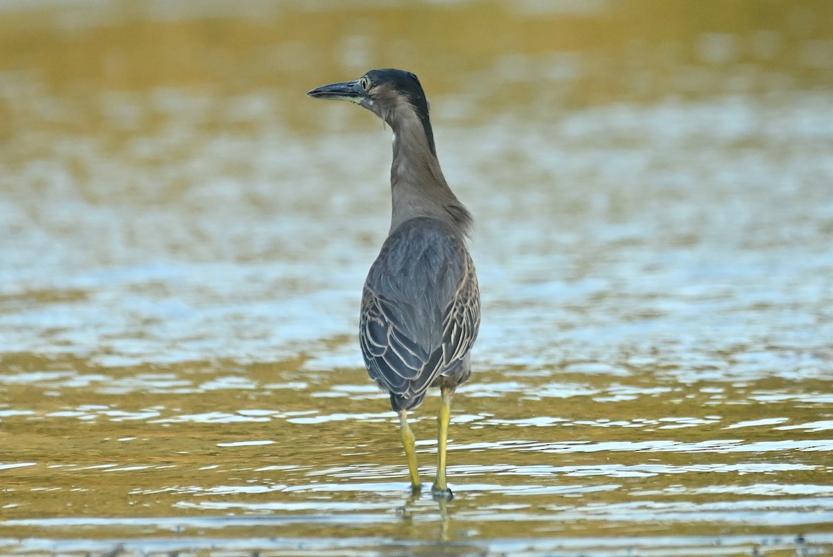 Airone striato - ML645607644