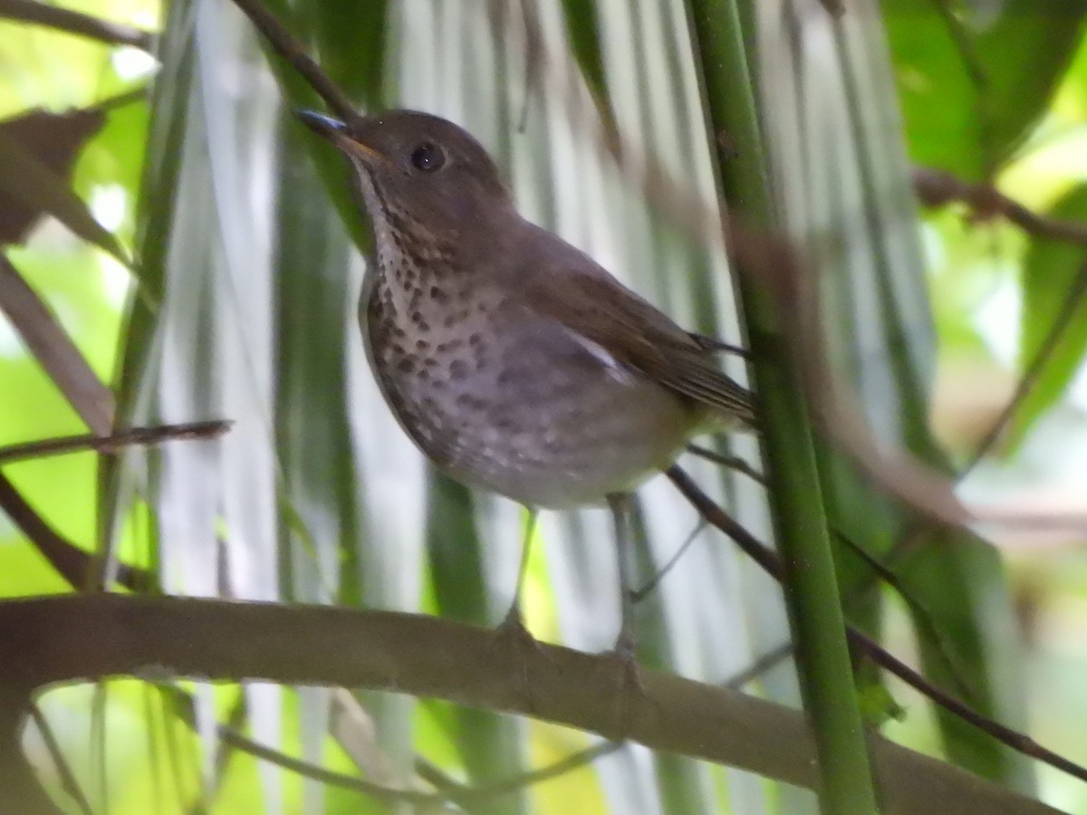 Grauwangen-Musendrossel - ML645607646