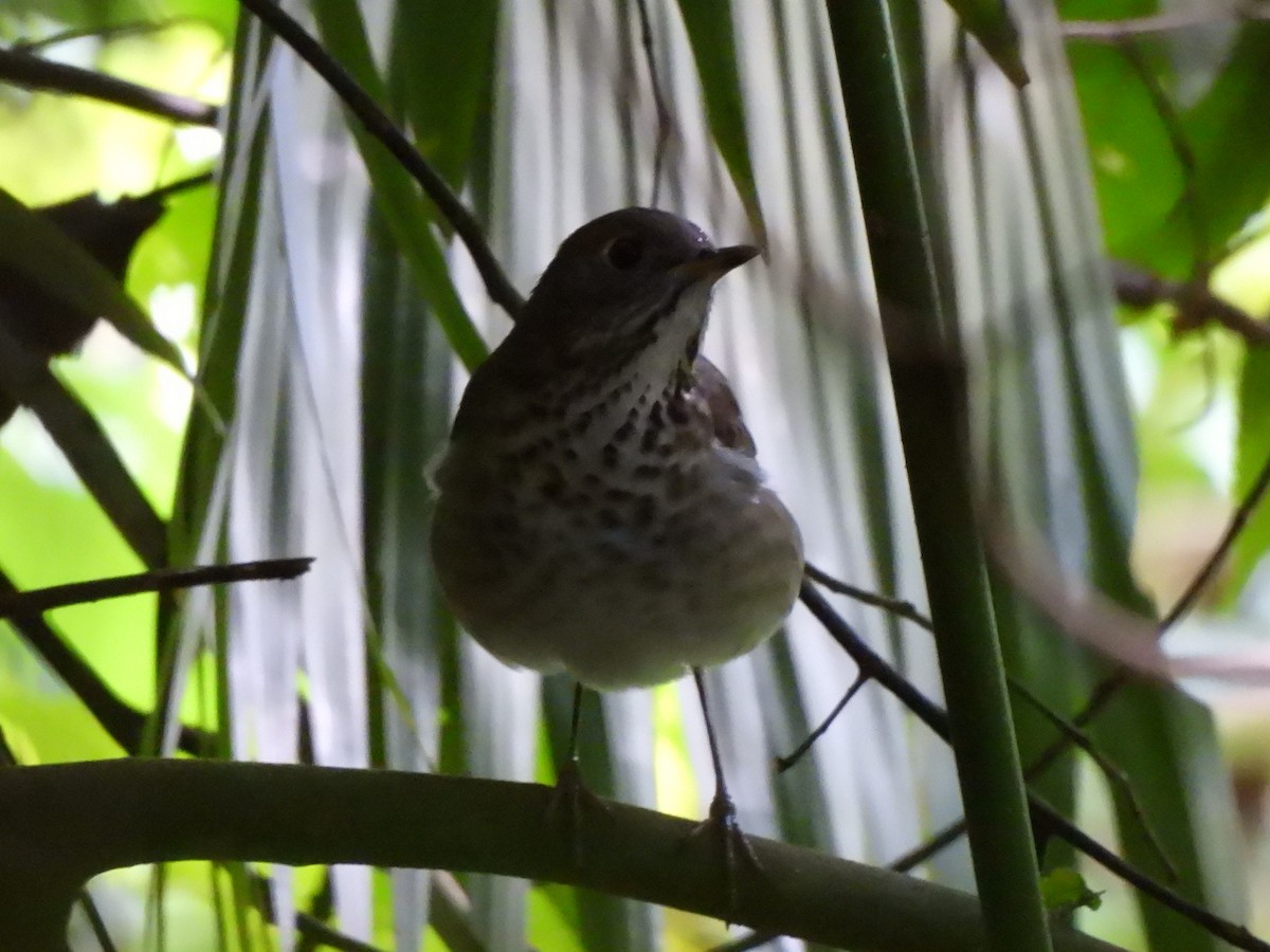 Grauwangen-Musendrossel - ML645607647