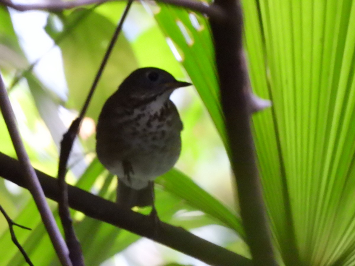 Grauwangen-Musendrossel - ML645607648