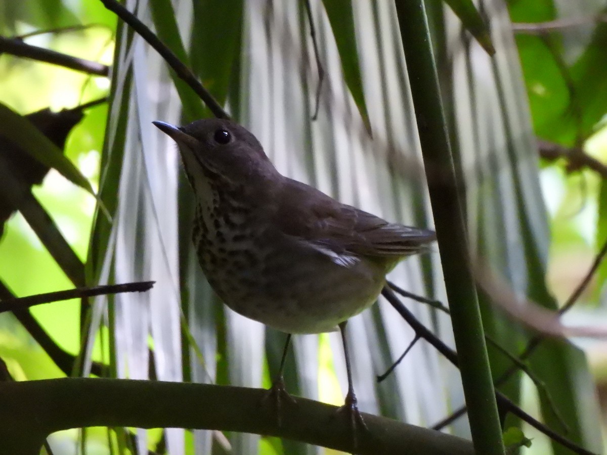 Grauwangen-Musendrossel - ML645607649