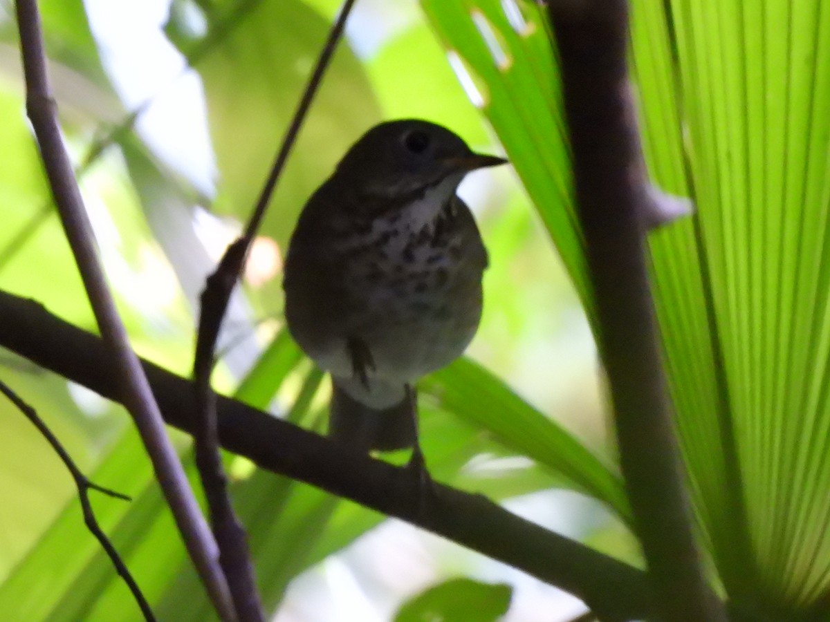 Grauwangen-Musendrossel - ML645607650