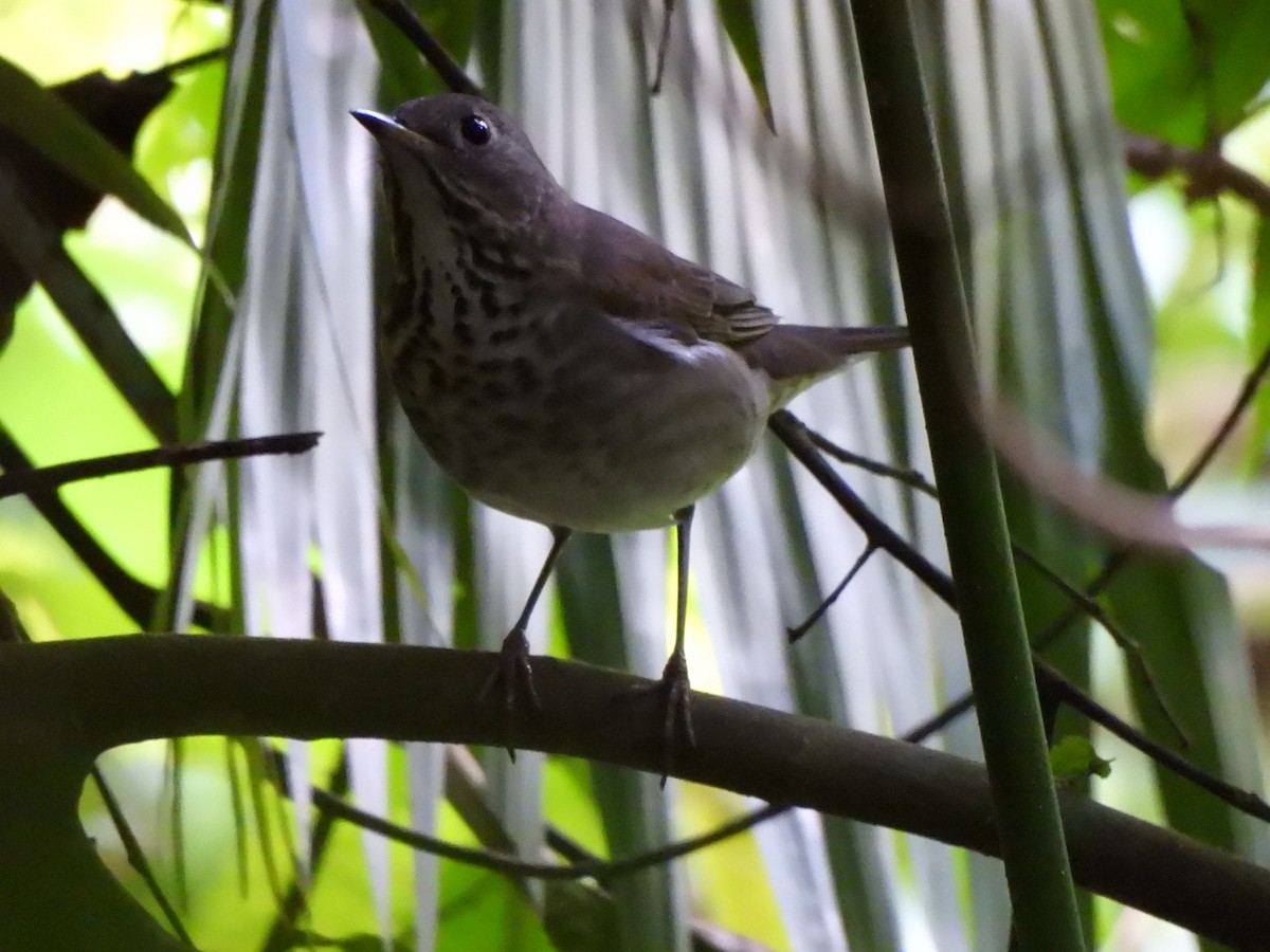 Grauwangen-Musendrossel - ML645607651