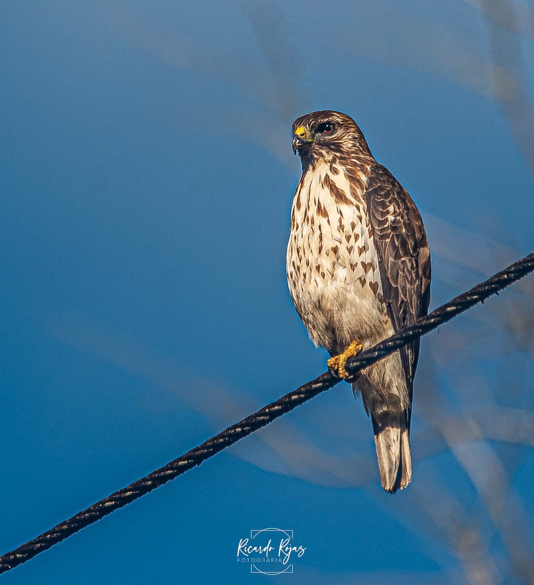 Канюк ширококрилий - ML645607673