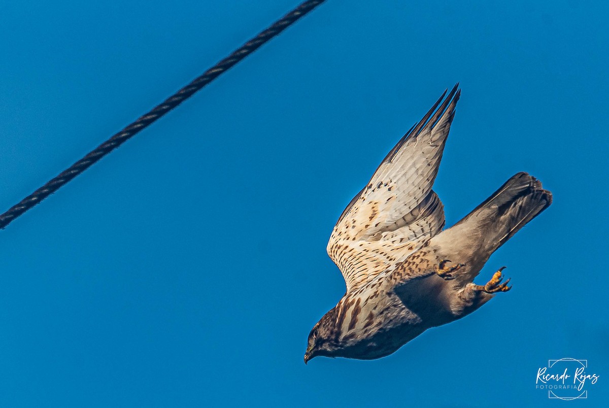 Канюк ширококрилий - ML645607674