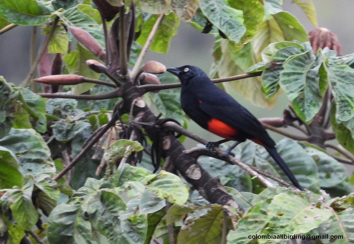 アカハラムクドリモドキ - ML645607677