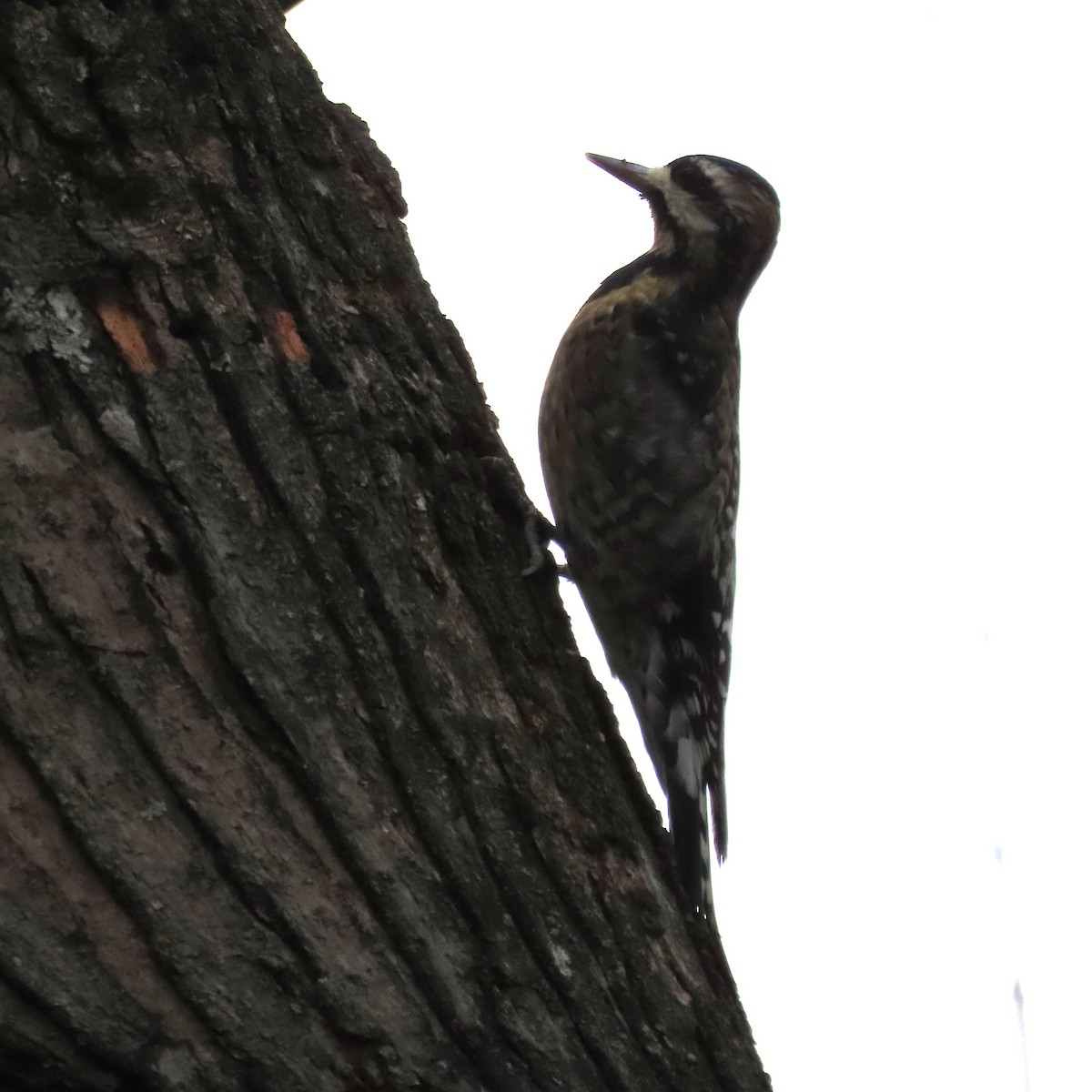 Дятел-смоктун жовточеревий - ML645607687