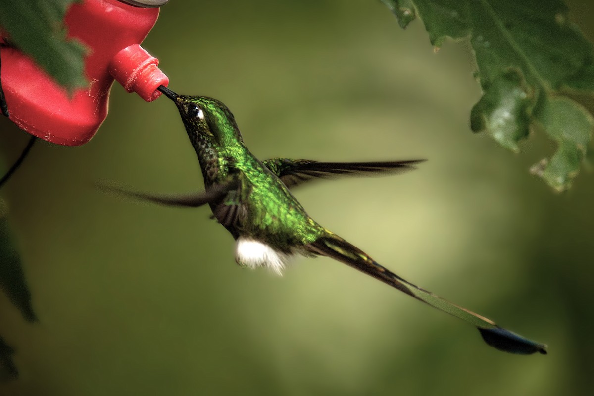 Колібрі-пухоніг віхтьохвостий - ML645607688