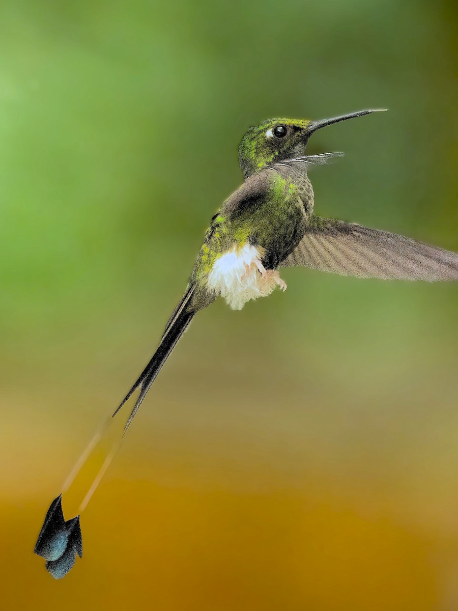 Колібрі-пухоніг віхтьохвостий - ML645607689