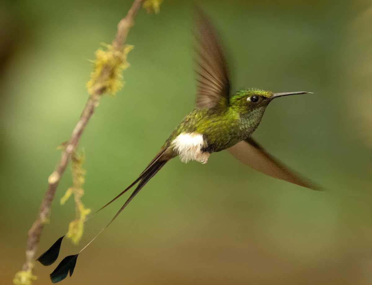 Колібрі-пухоніг віхтьохвостий - ML645607690