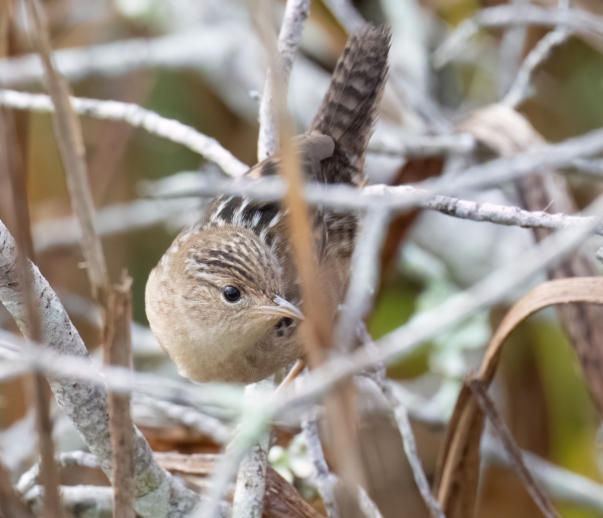 Овад осоковий - ML645607695