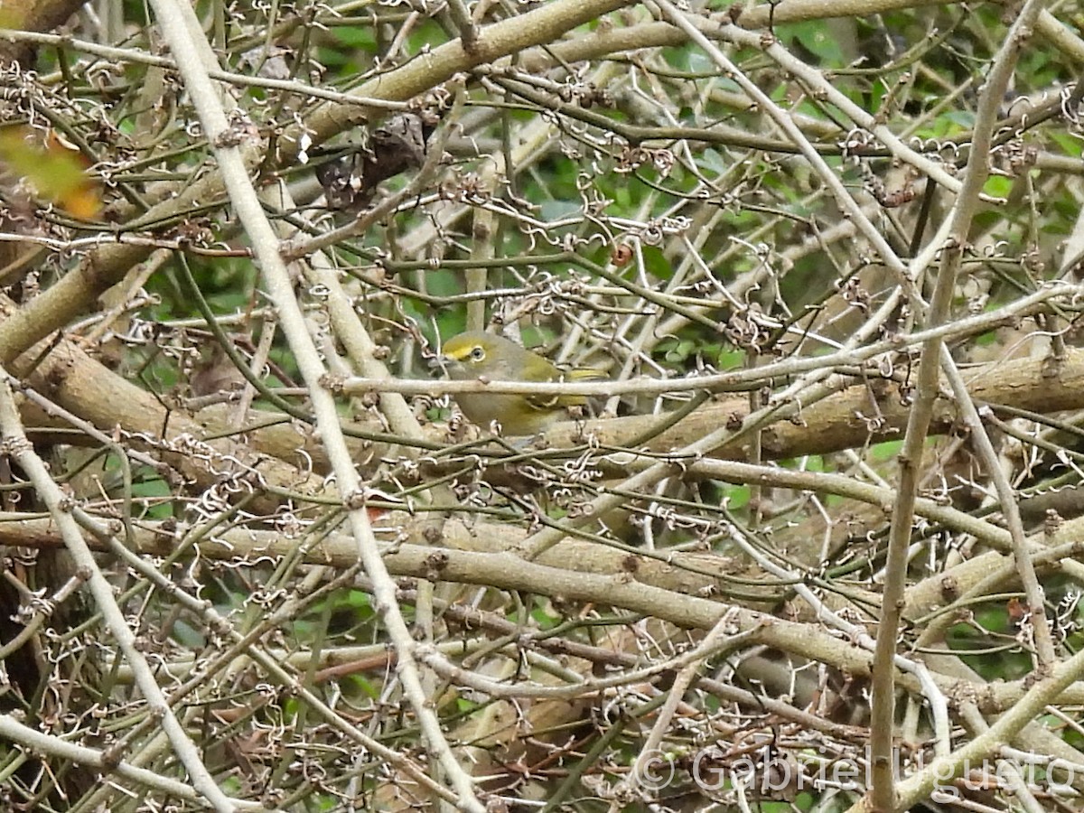 ויראו לבן-עין - ML645607696