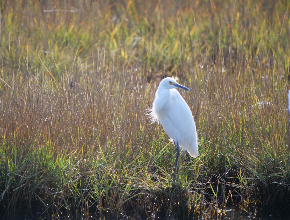 Snowy Egret - ML645607697