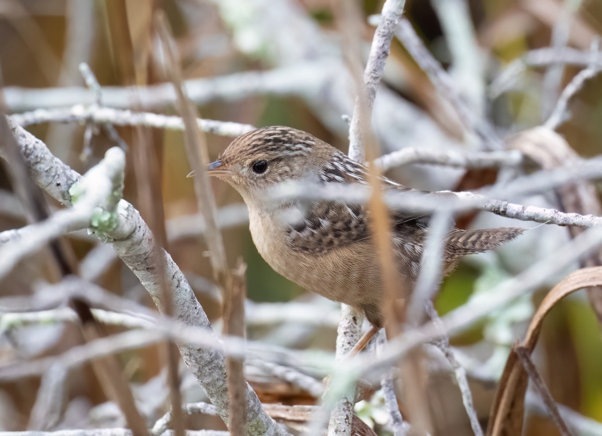Овад осоковий - ML645607698
