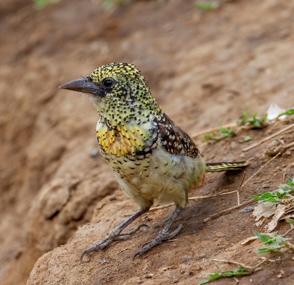 Барбудо плямистоголовий (підвид usambiro) - ML645607699