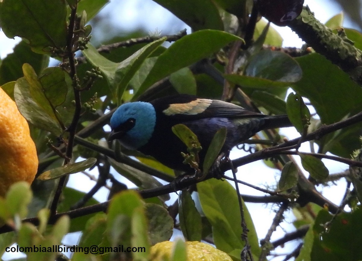 Танагра блакитношия - ML645607700