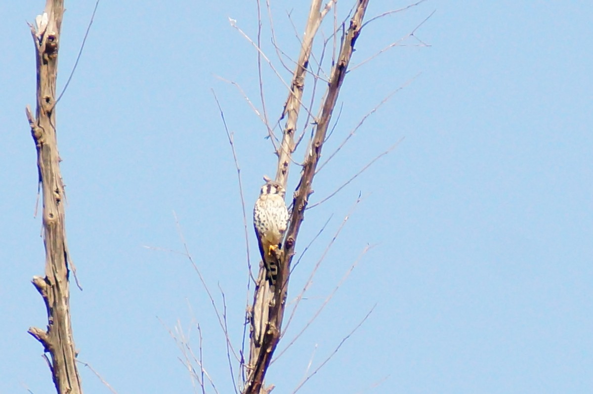 Боривітер американський - ML645607702