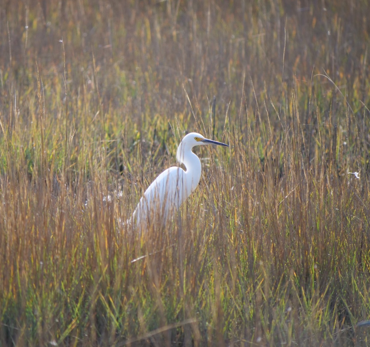 Чепура американська - ML645607703