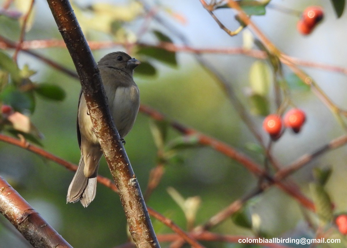 Зерноїд чорнощокий - ML645607704