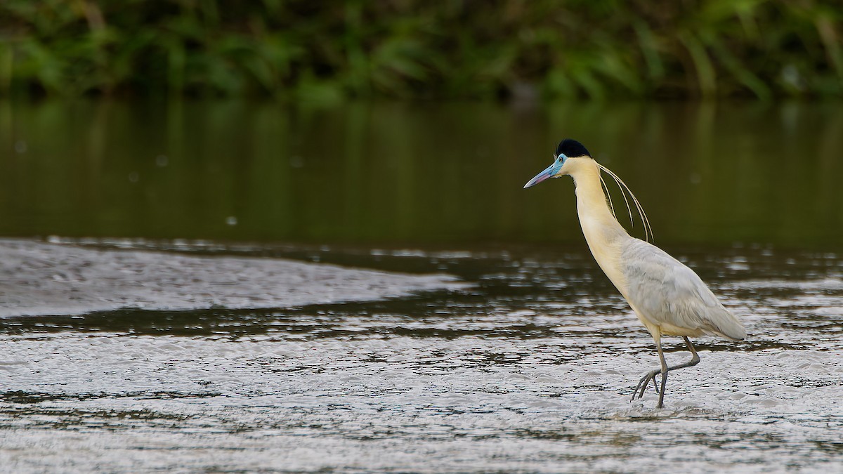 Чапля неотропічна - ML645607705