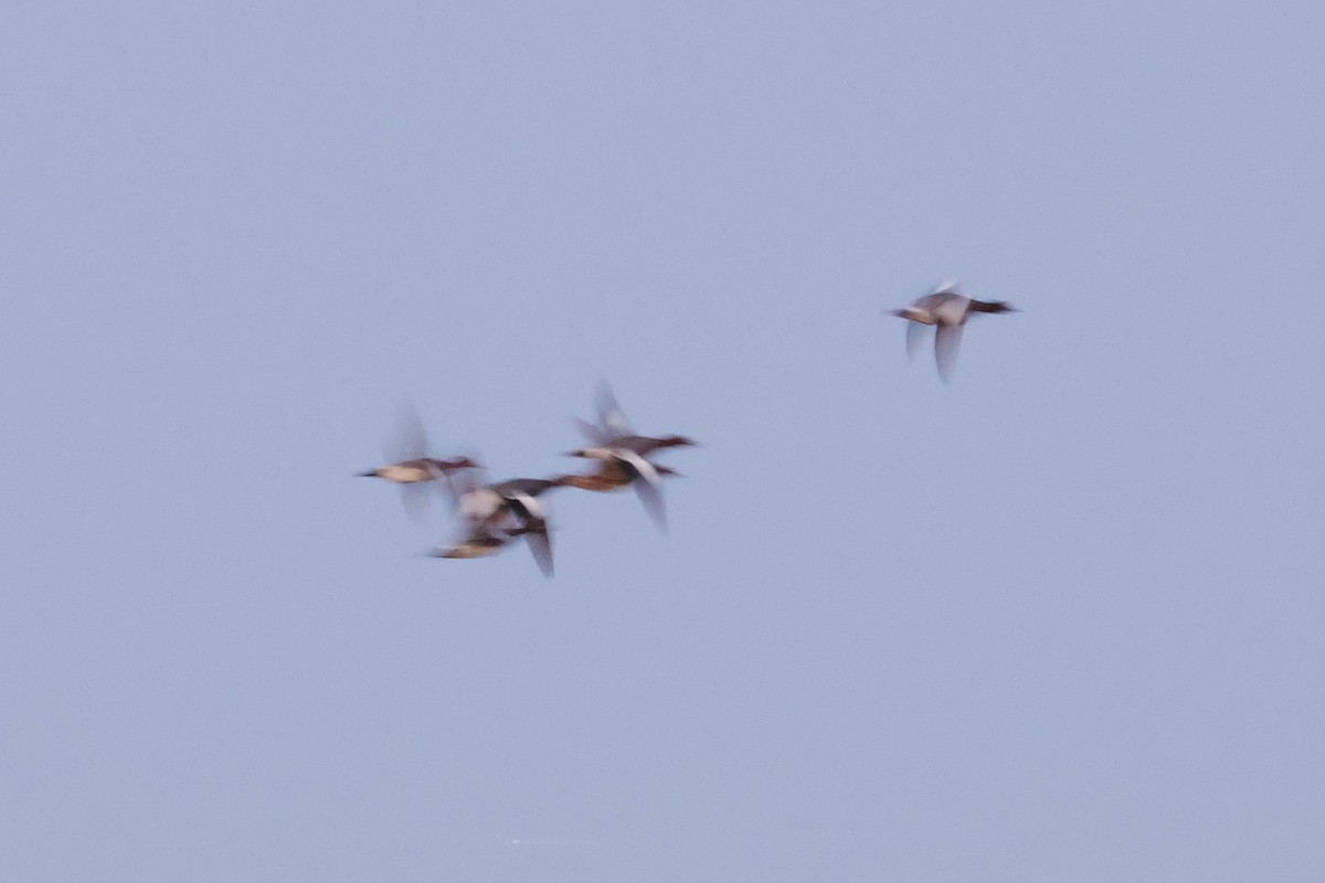 Свищ євразійський - ML645607706