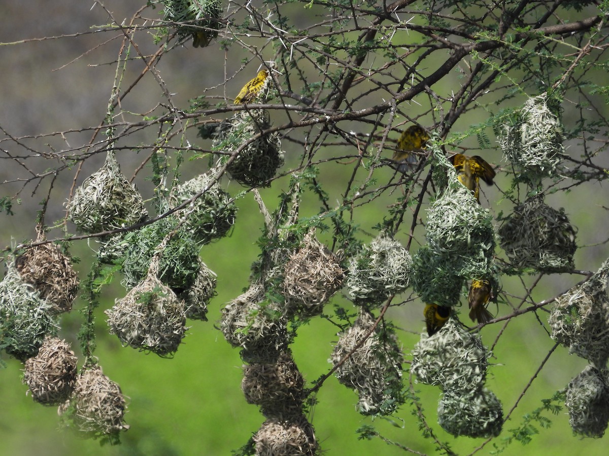 Dorfweber - ML645607711