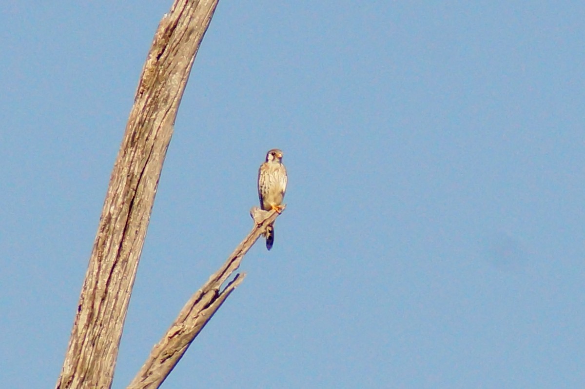 Боривітер американський - ML645607712