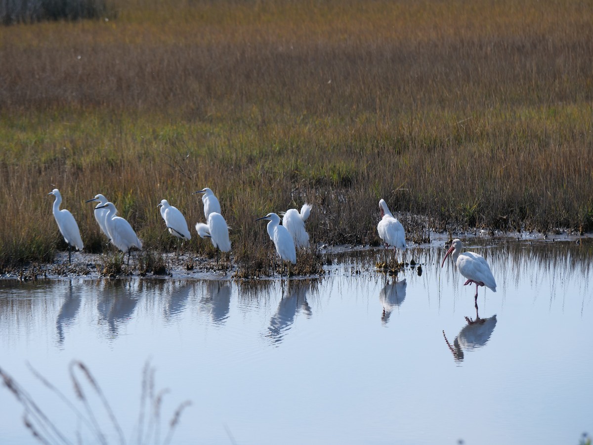 Snowy Egret - ML645607715