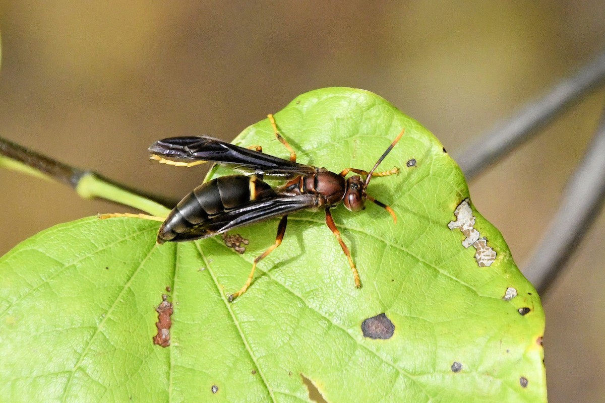 Jack Spaniard Wasp - ML645607716