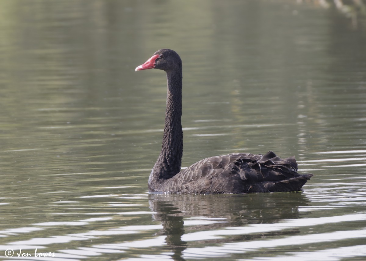 Лебідь чорний - ML645607719