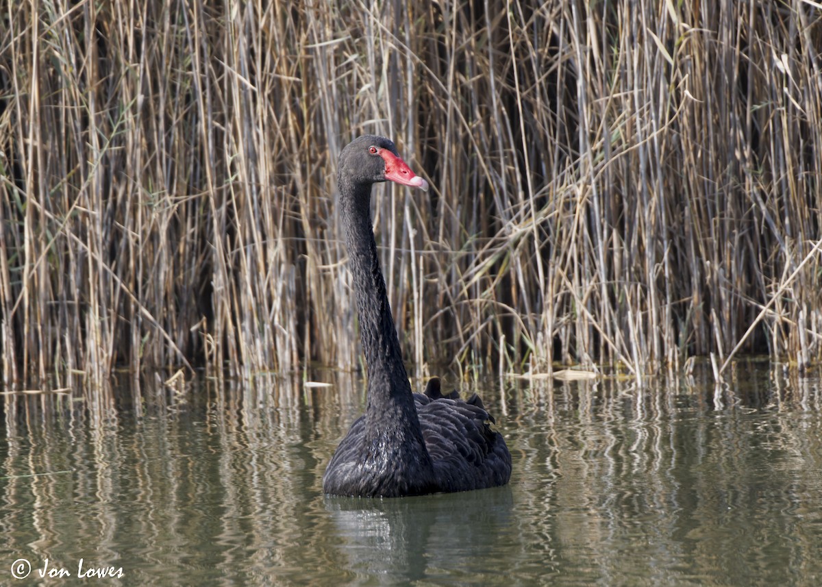 Лебідь чорний - ML645607720